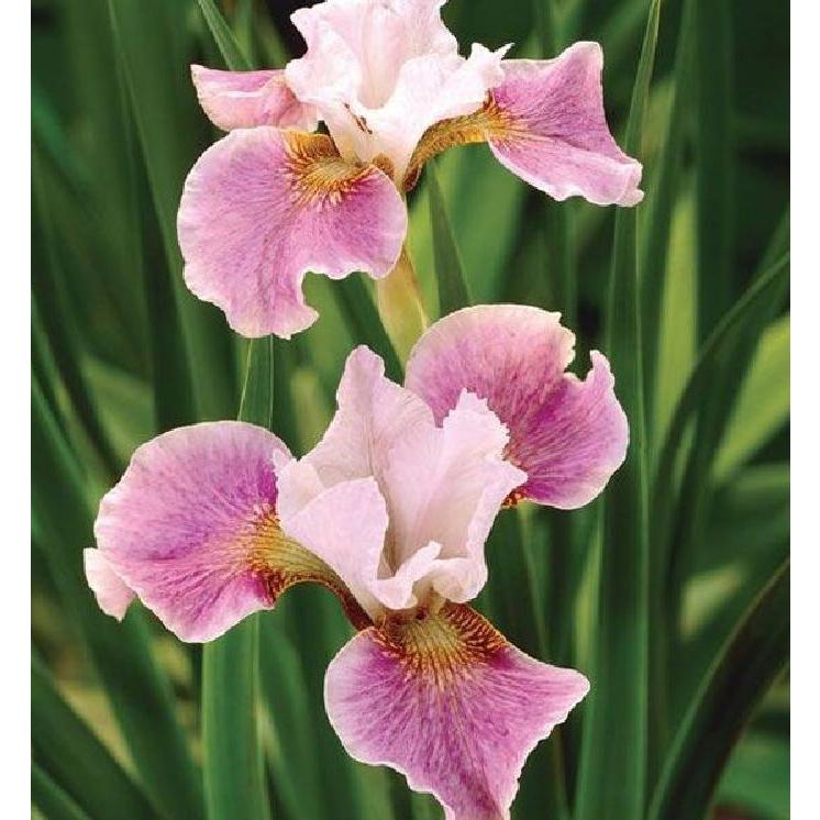 Hạt giống hoa diện vĩ hồng-gói 10 hạt
