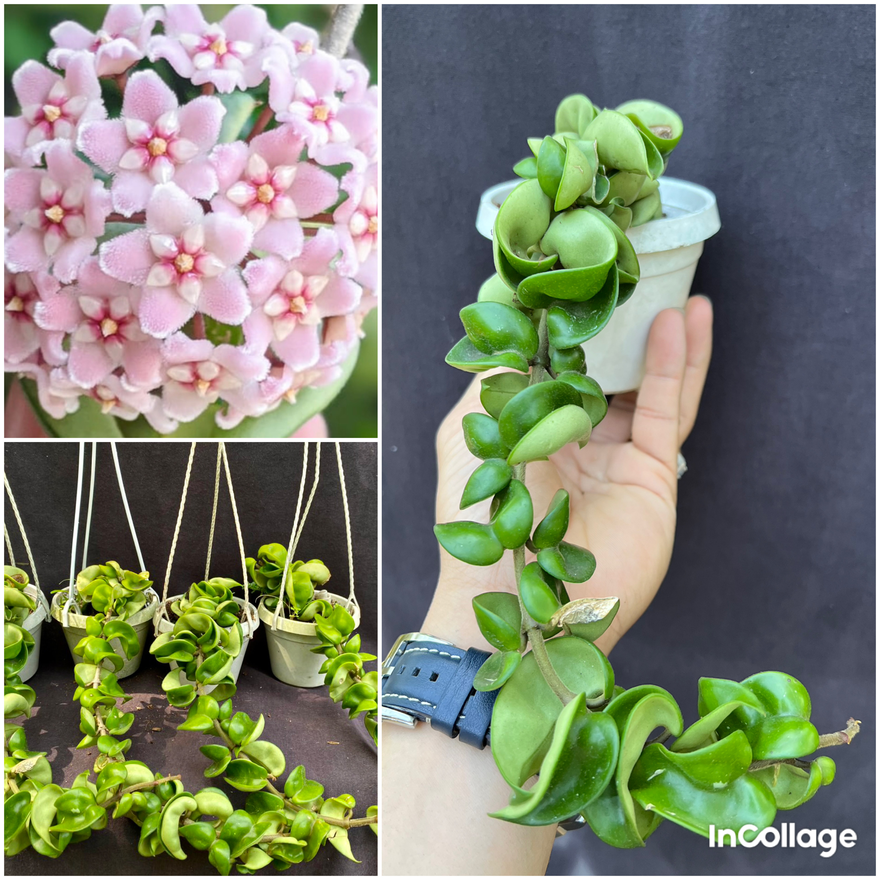Chậu hoa Cẩm cù compacta la xoắn kích thước 20-35cm thân rủ