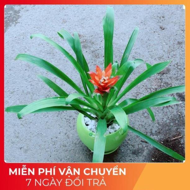 Chậu Phong Lộc Hoa