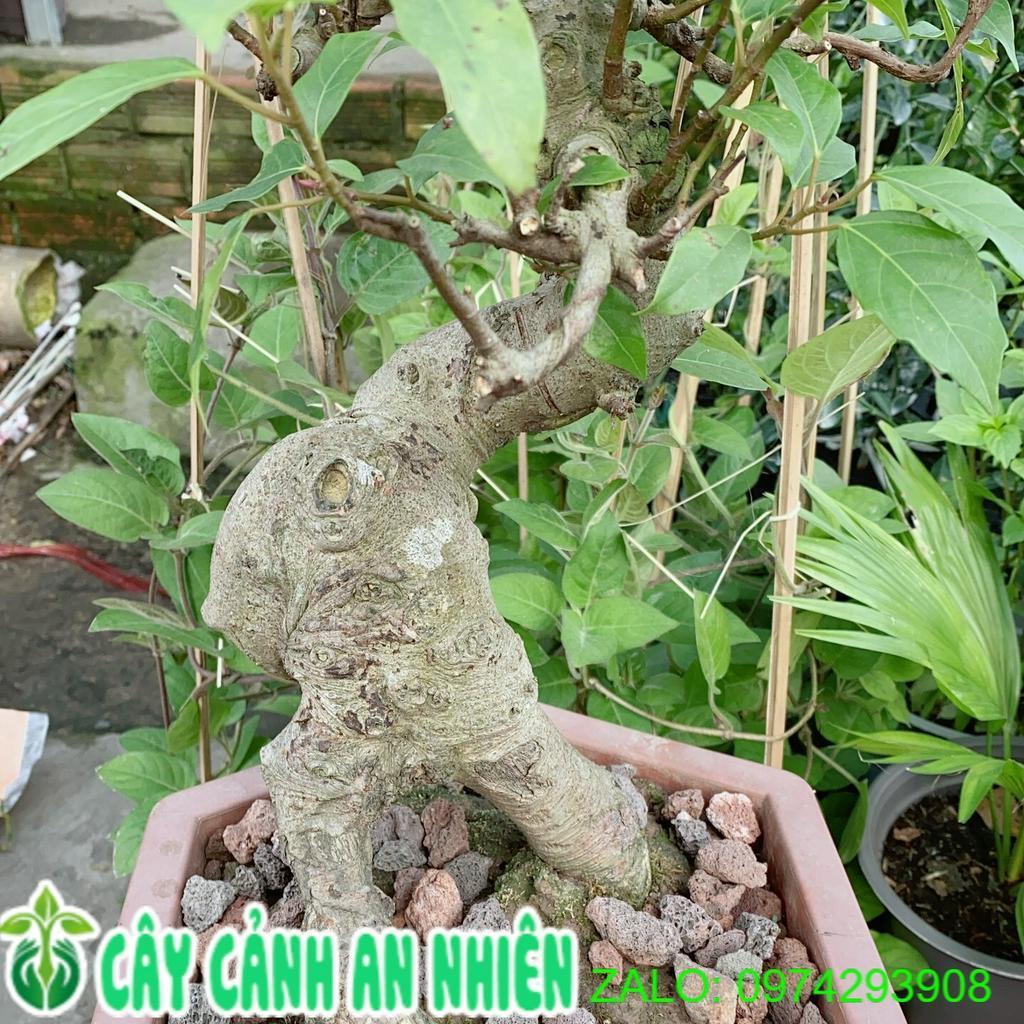 Chậu Sung Bonsai Size Lớn