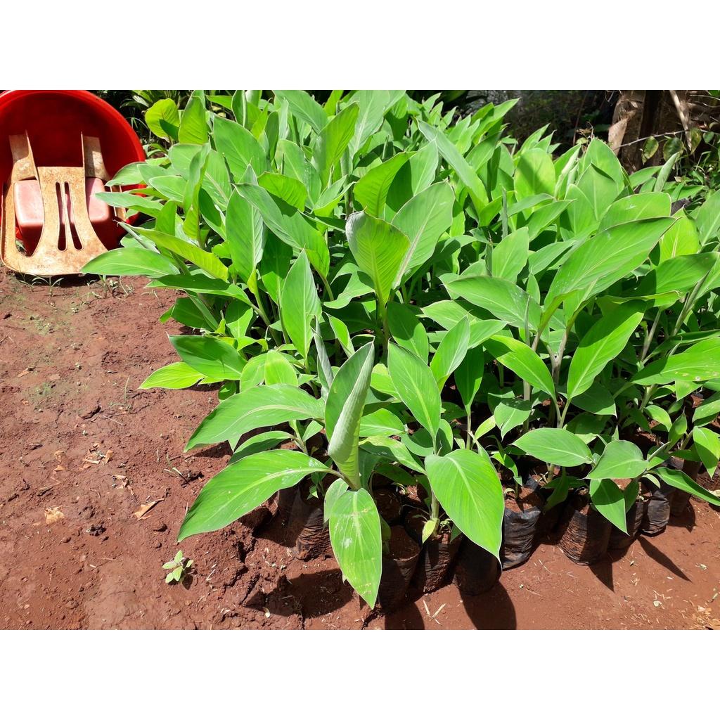 CÂY GIỐNG CHUỐI HỘT RỪNG cấy mô siêu sớm GIỐNG CHUẨN )