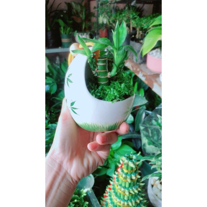 Chậu Cây Tài Lộc