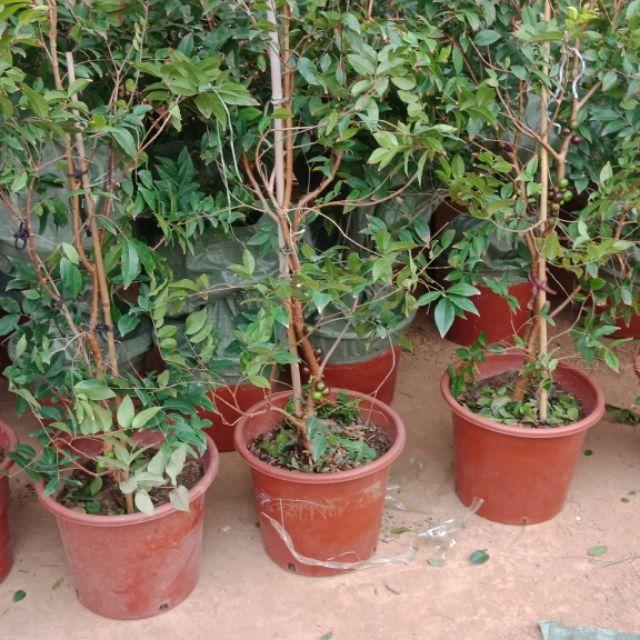Cây giống Nho Thân Gỗ Tứ Quý - Giống Nhập khẩu cho quả quanh năm - Cây 1 năm tuổi bầu rễ ổn định
