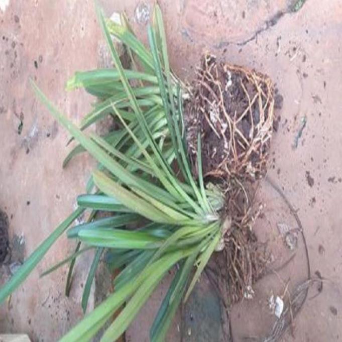Hoa phong lan kiếm treo ki mập khỏe ấm chậu