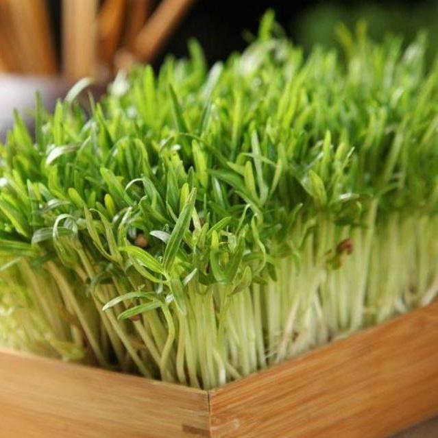 Hạt giống rau mầm rau muống gói 100gr
