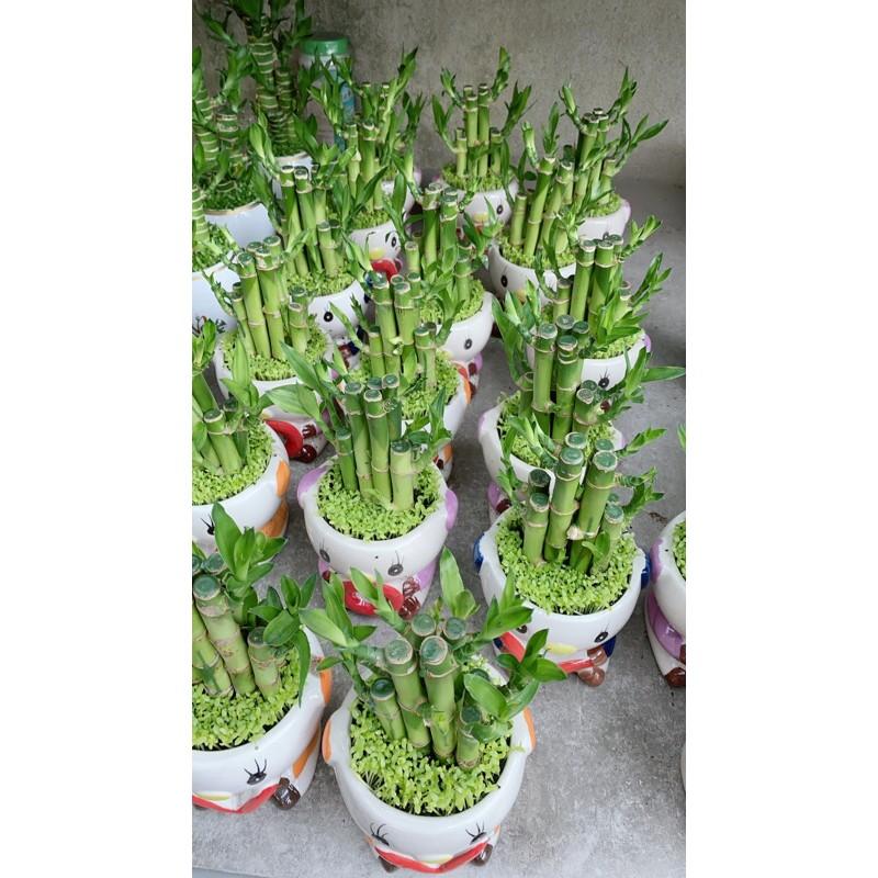 Chậu Trúc Phát Tài