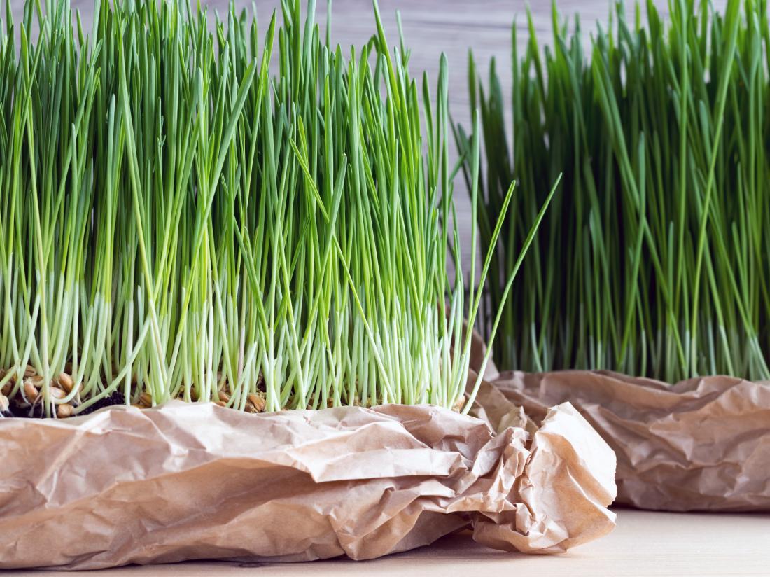 Hạt Giống Cỏ Lúa Mì Đỏ - Cỏ Lúa Mạch - Wheatgrass (100 Gam)