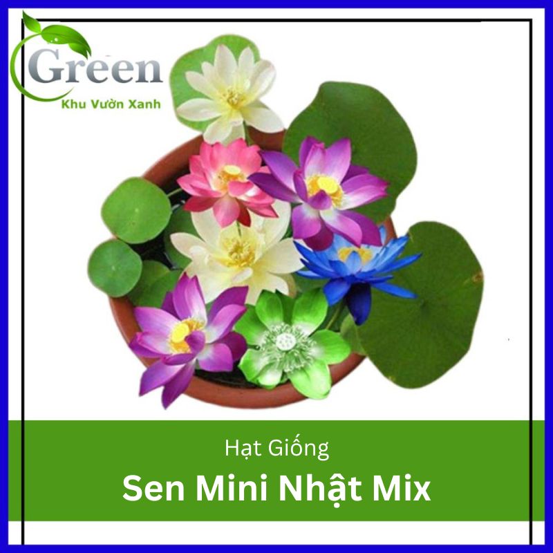 Hạt Giống Sen Mini Nhật Mix