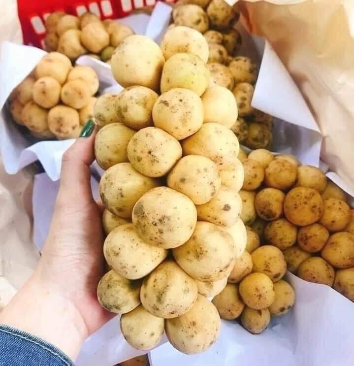 CÂY GIỐNG BÒN BON TÍM THÁI LAN SIÊU SỚM