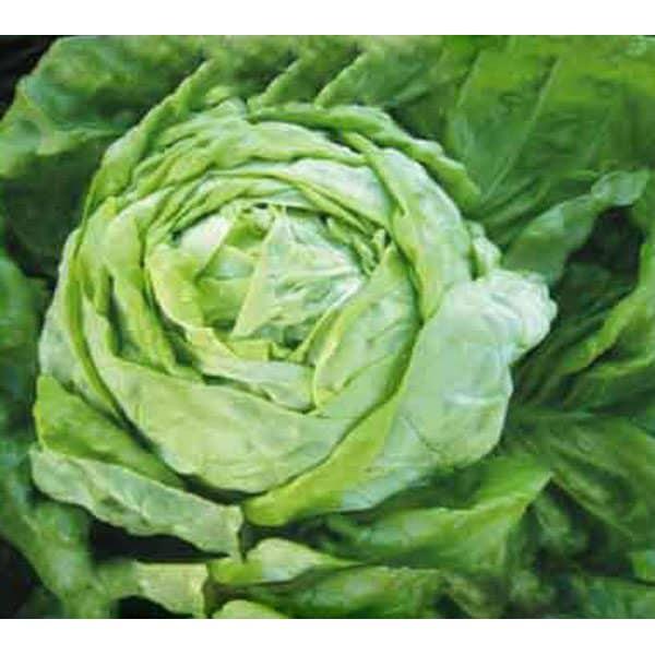 Hạt Giống Rau Xà Lách Búp Đăm, Cuốn Búp Chắc, Kháng Bệnh, Chịu Mưa - Phú Nông Seeds - Shop Phân Bón và Hạt Giống