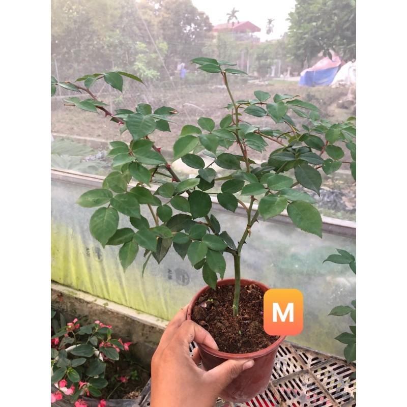 Hoa hồng cổ Sapa cây nguyên bản