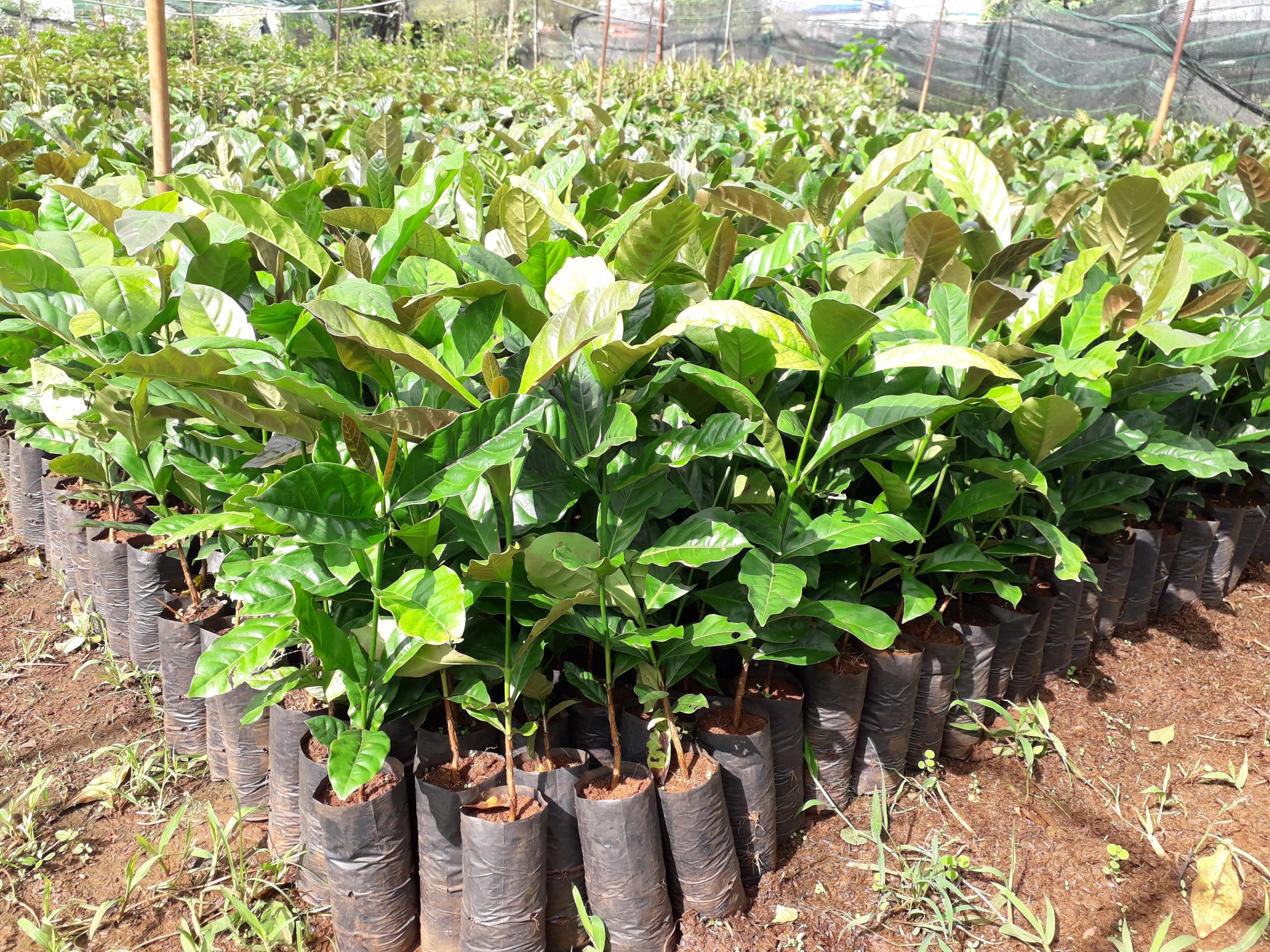 Cây giống Cà Phê vối CAO SẢN TR4