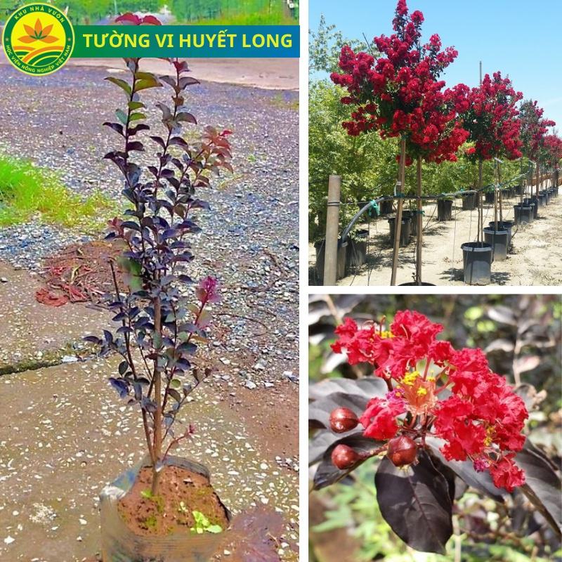 Cây giống Tường Vi Huyết Long, loại cây tường vi được lai tạo hoàn hảo giữa 3 giống Tường Vi khác nhau