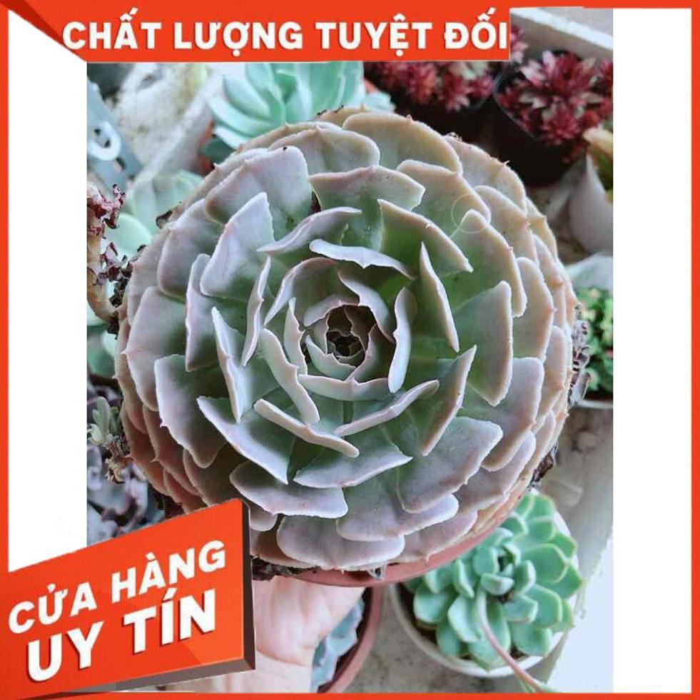 Sen đá bắp cải tím Nhiều Người Mua