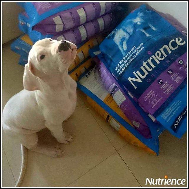 Thức Ăn Cho Chó Labrador, Nutrience Original Bao 5kg - Thức Ăn Cho Chó, Vị Thịt Cừu, Rau Củ, Trái Cây