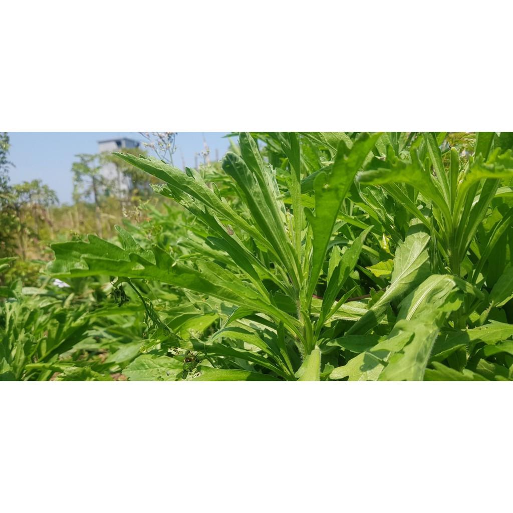 CHUẨN Cây Ngải Dại - cây giống