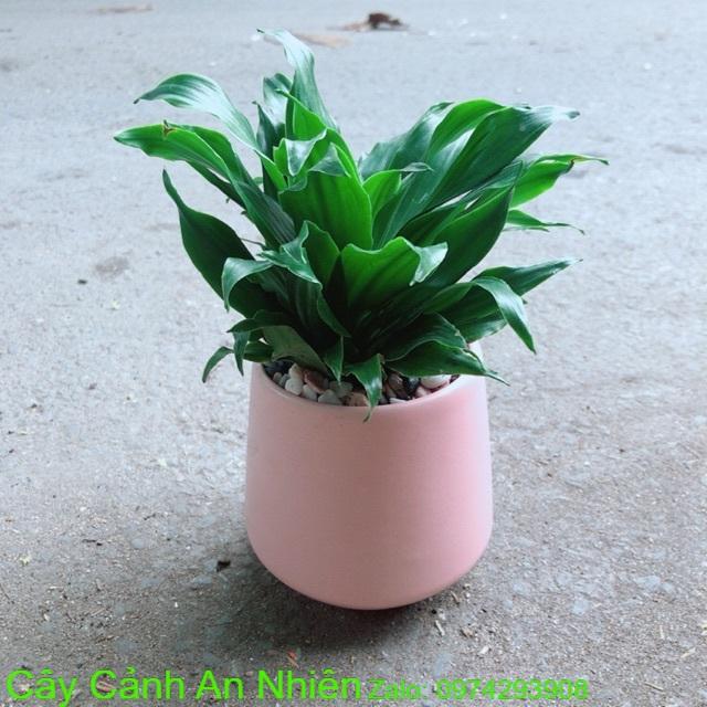 Chậu Cây Phát Tài Lá