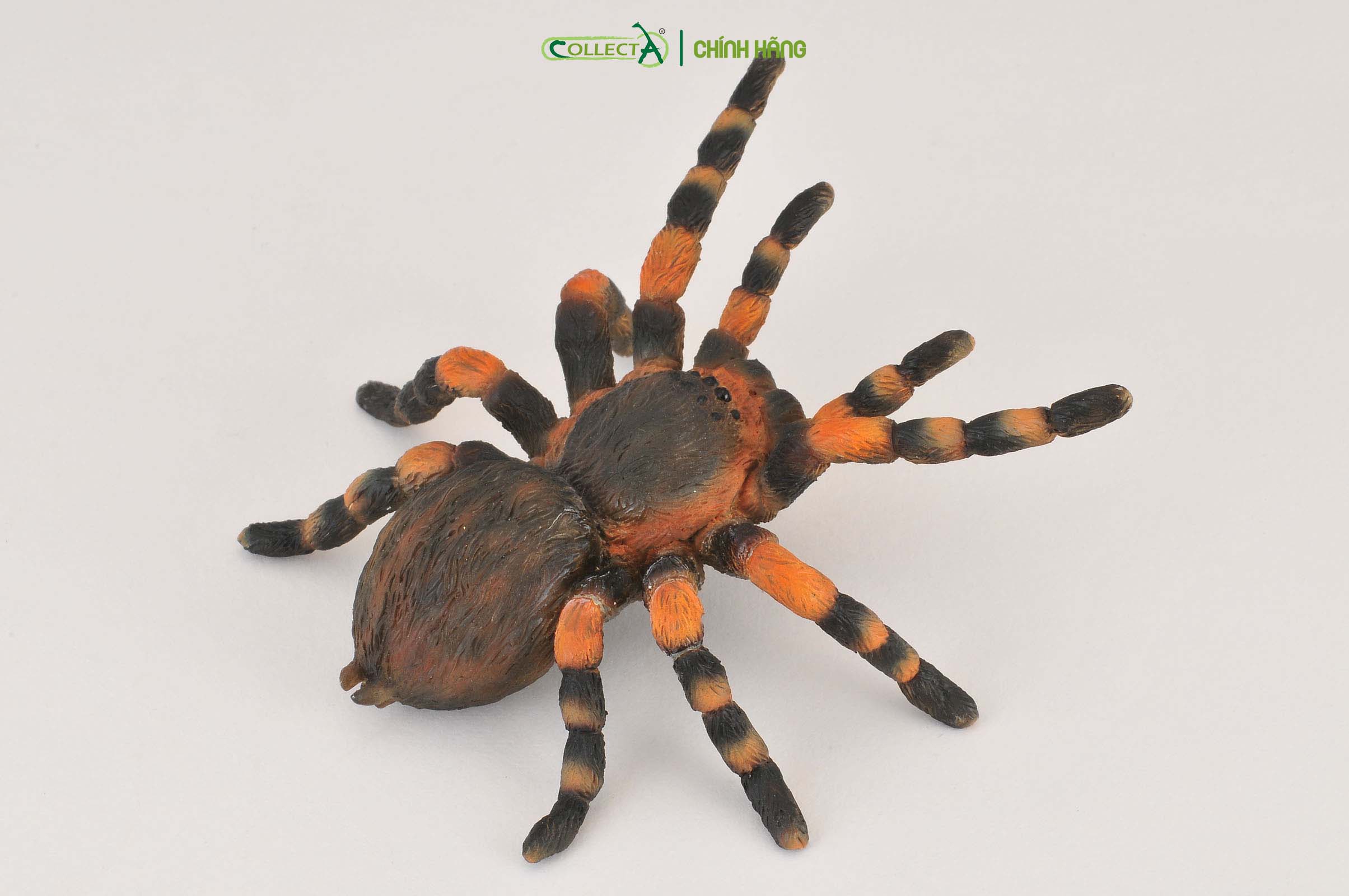 Mô hình thu nhỏ: Nhện Gối Đỏ - Mexican Redknee Tarantula, hiệu: CollectA, mã HS 9653020[88338] -  Chất liệu an toàn cho trẻ - Hàng chính hãng