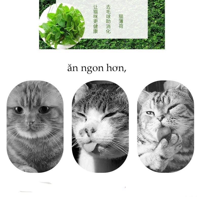 Cỏ Catnip Cỏ Bạc Hà Dạng Ống Cho Mèo