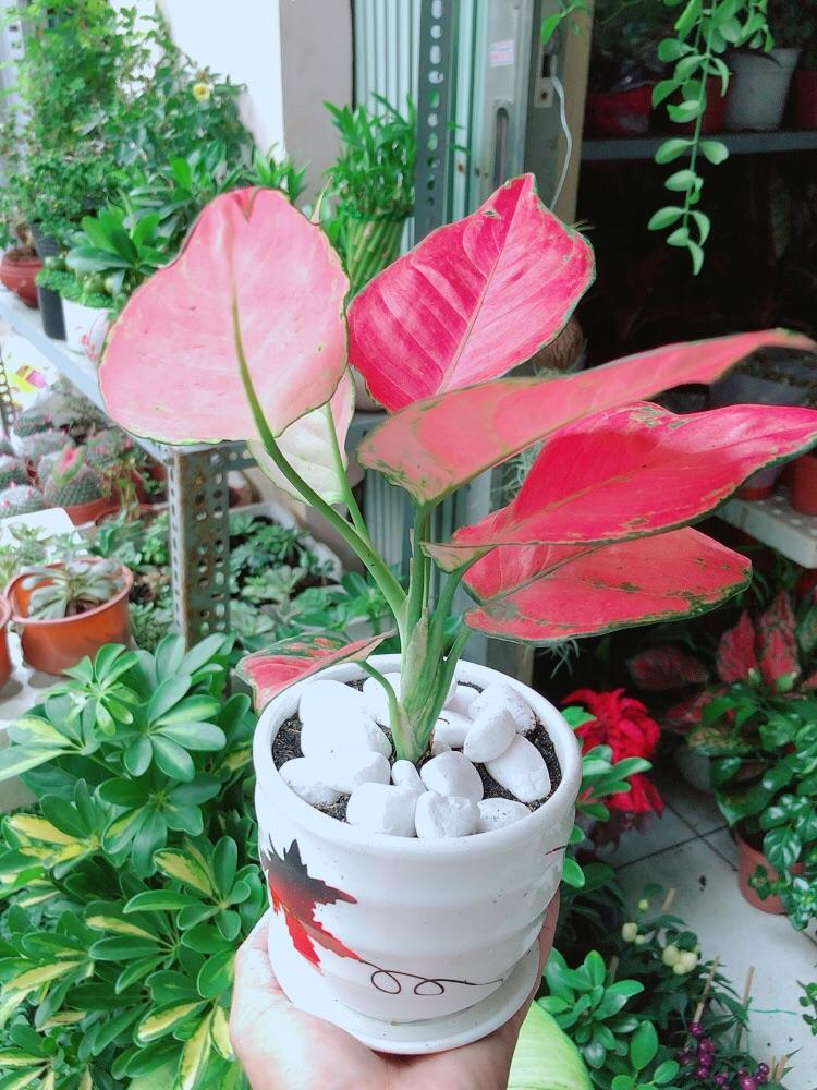 Chậu Cây Vạn Lộc Hồng