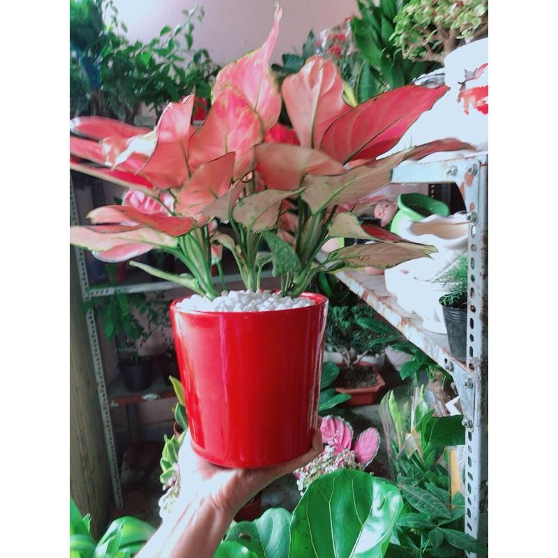 Chậu Cây Vạn Lộc Hồng Lớn