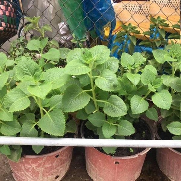 Hạt giống rau húng chanh KNS3232 - Gói 100 hạt