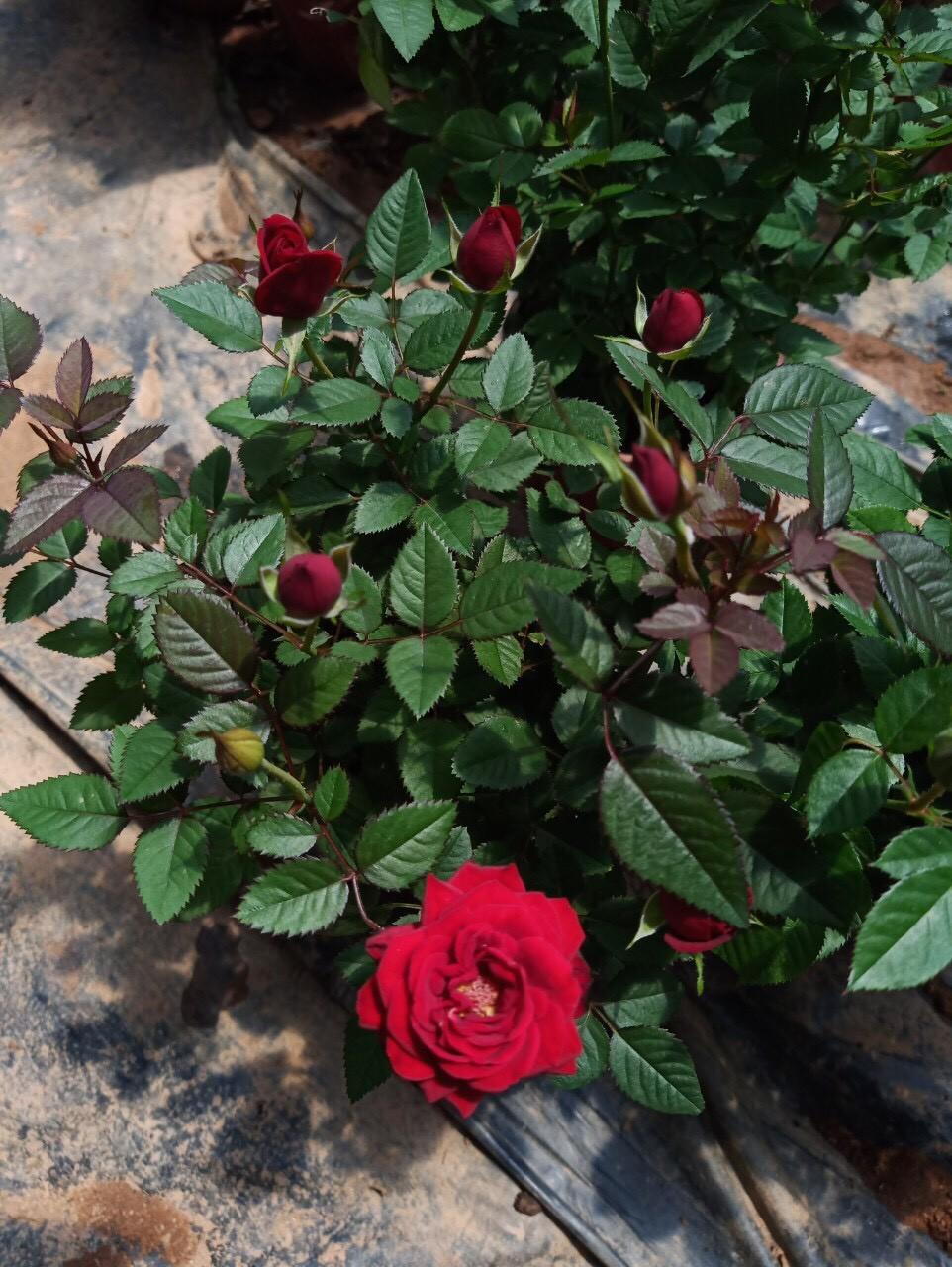 Cây hoa hồng siêu nụ nguyên bản - Ra hoa quanh năm cây đẹp chuẩn giống