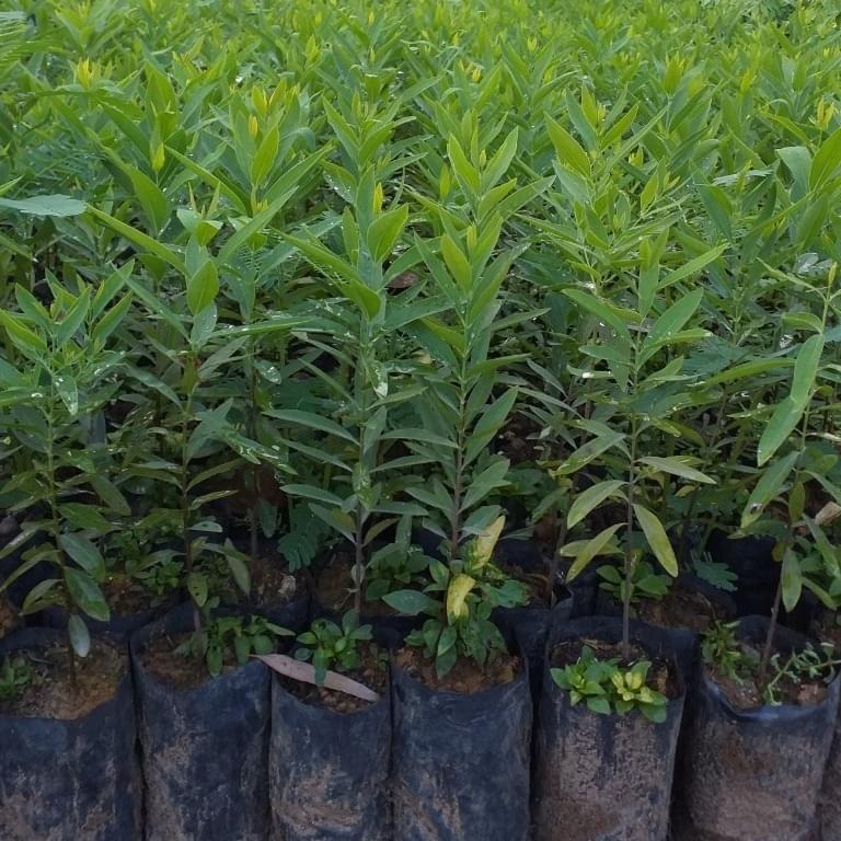 Cây giống đàn hương trắng ấn độ