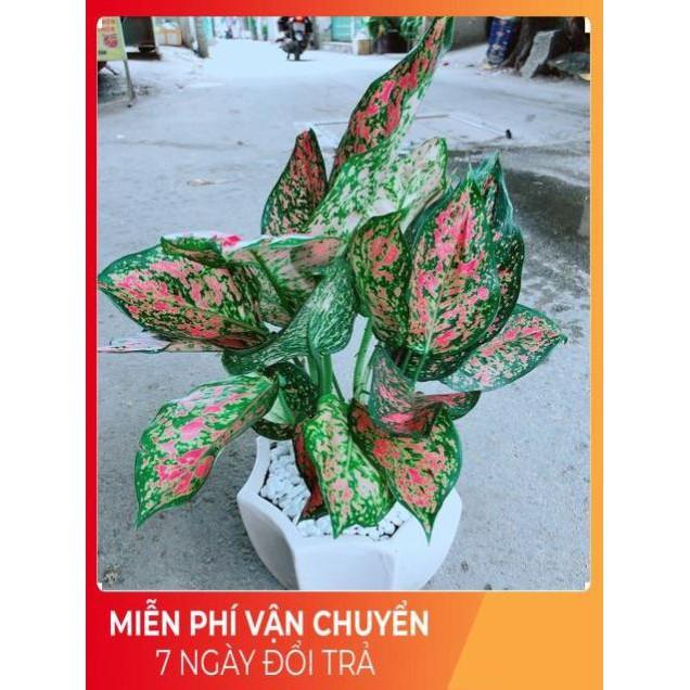 Chậu Vạn Lộc