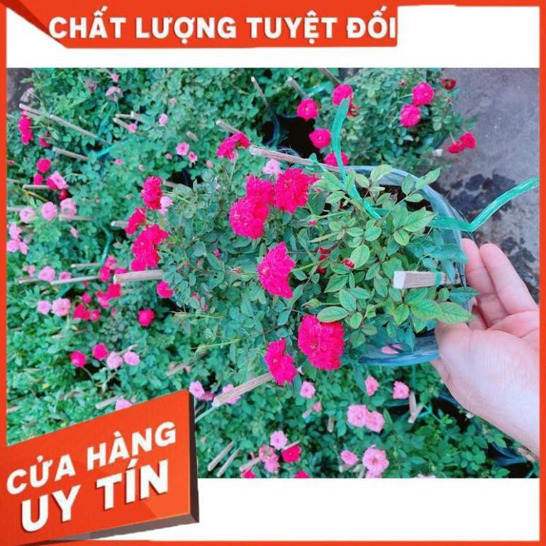 Bụi Hoa hồng Nhiều Người Mua