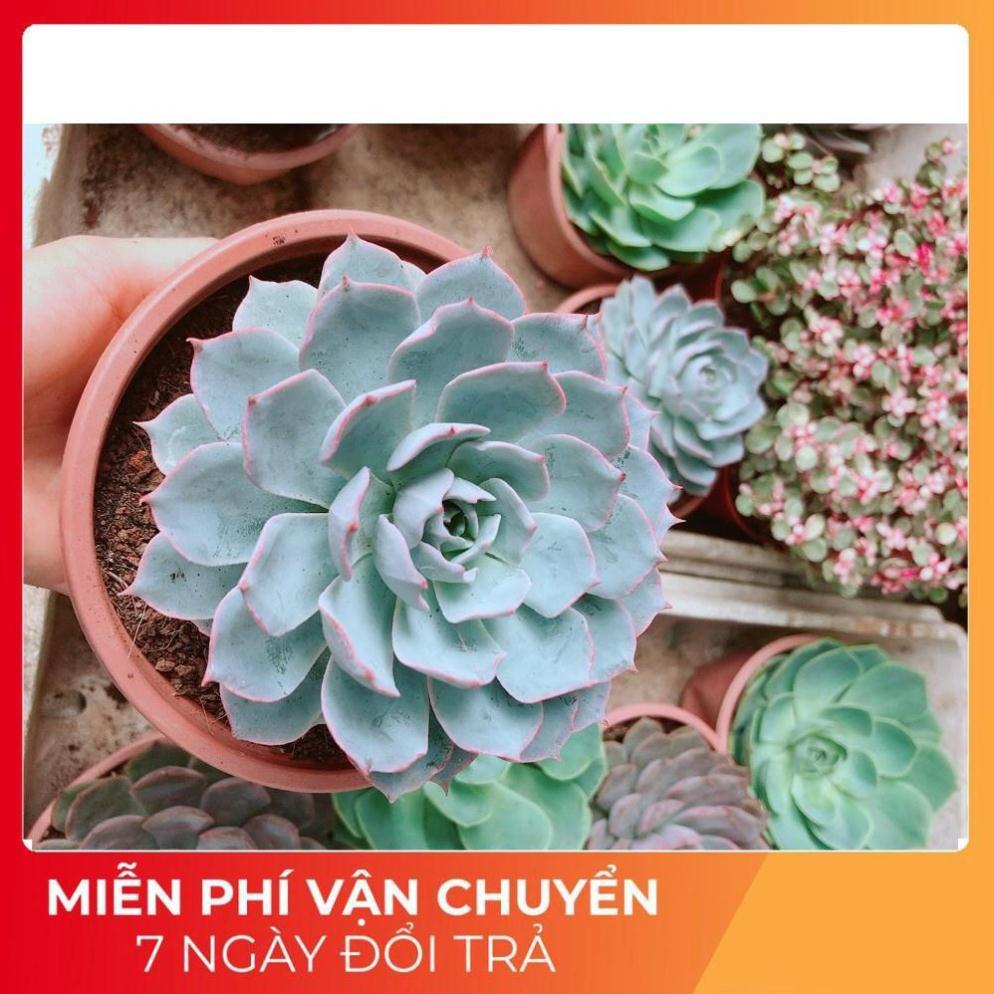 Sen Đá Hồng Phấn Size Đại