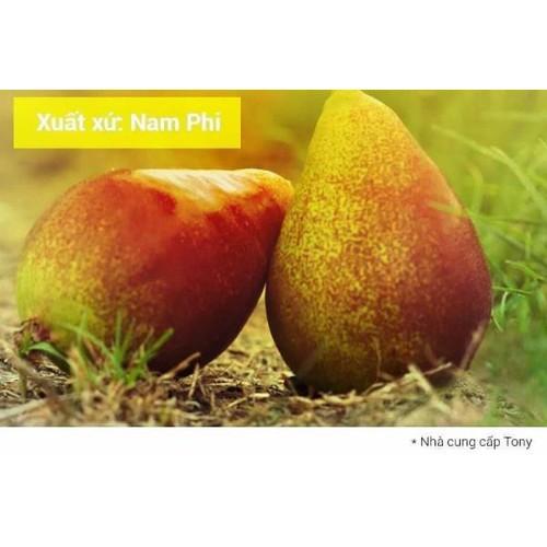 CÂY GIỐNG LÊ ĐỎ NAM PHI SIÊU QUẢ SIÊU KINH TẾ-CAM KẾT GIỐNG CHUẨN F1