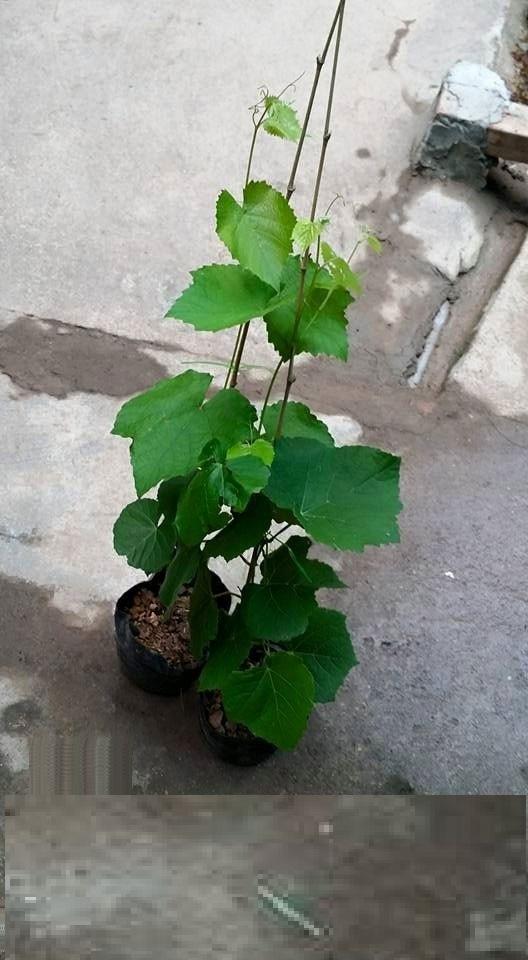Cây NHO LEO PHÁP