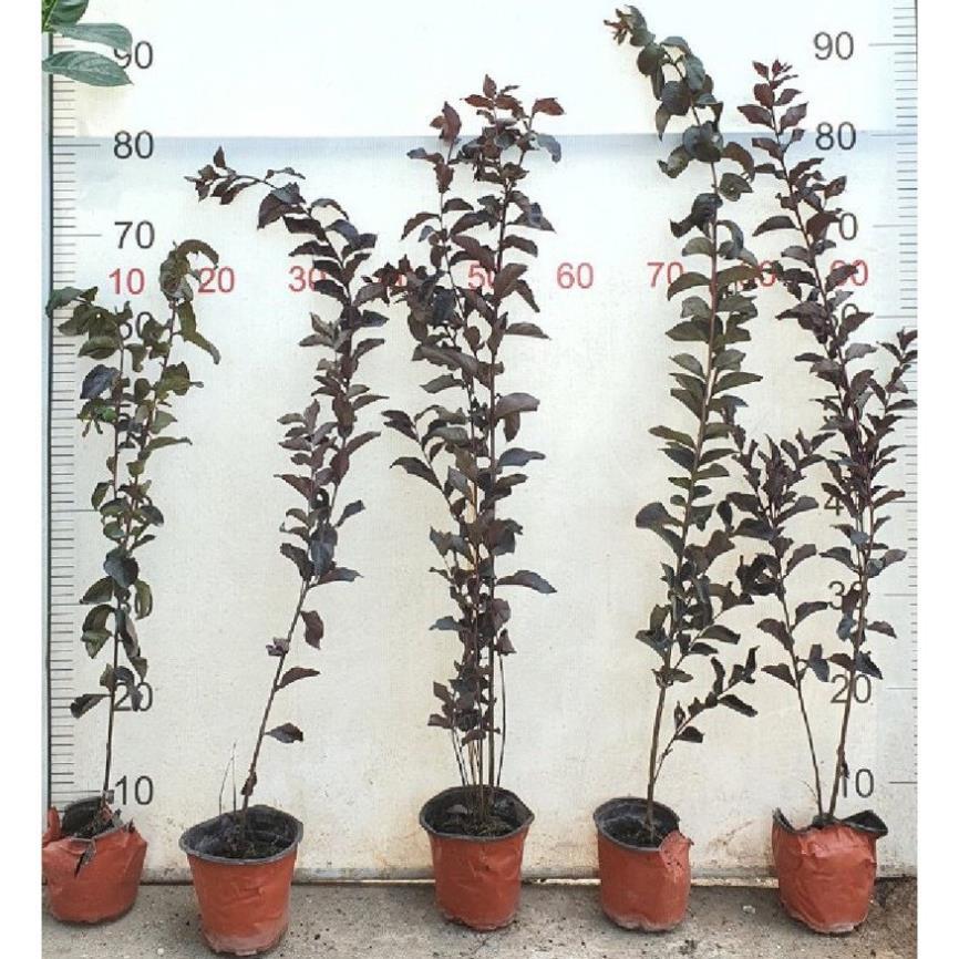 CHẬU CÂY HOA TƯỜNG VI HUYẾT LONG CAO 1m