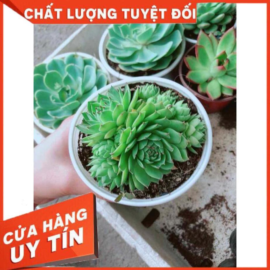 Sen đá phật bà Nhiều Người Mua