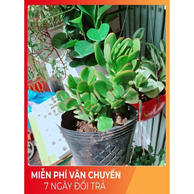 Ngọc Bích Viền Đỏ