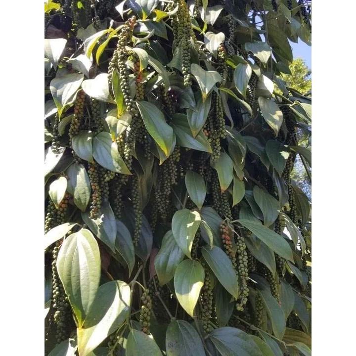 Giống Tiêu Srilanka Giống Hồ Tiêu Năng Suất Cao Nhất