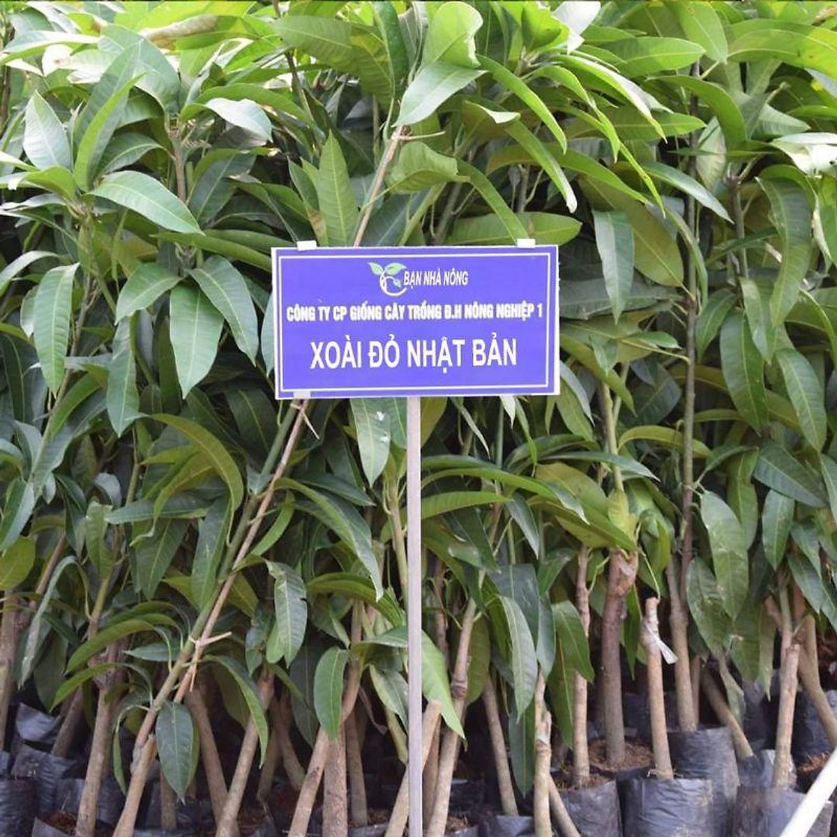 CÂY GIỐNG XOÀI ĐỎ Nhật BẢN GHÉP SIÊU SỚM