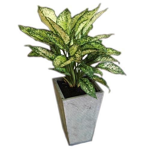 Chậu trồng cây ban công bền đẹp bằng đá tự nhiên R20xC35cm - đáy chậu rộng ~15cm