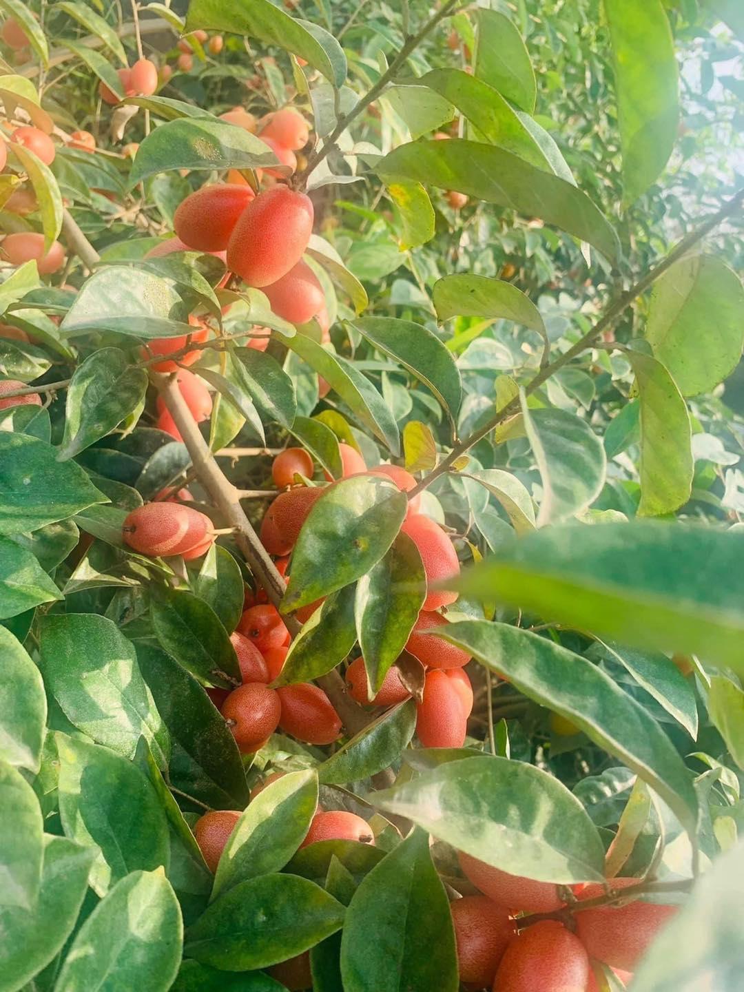 CÂY NHÓT NGỌT F1 CHUẨN GIỐNG