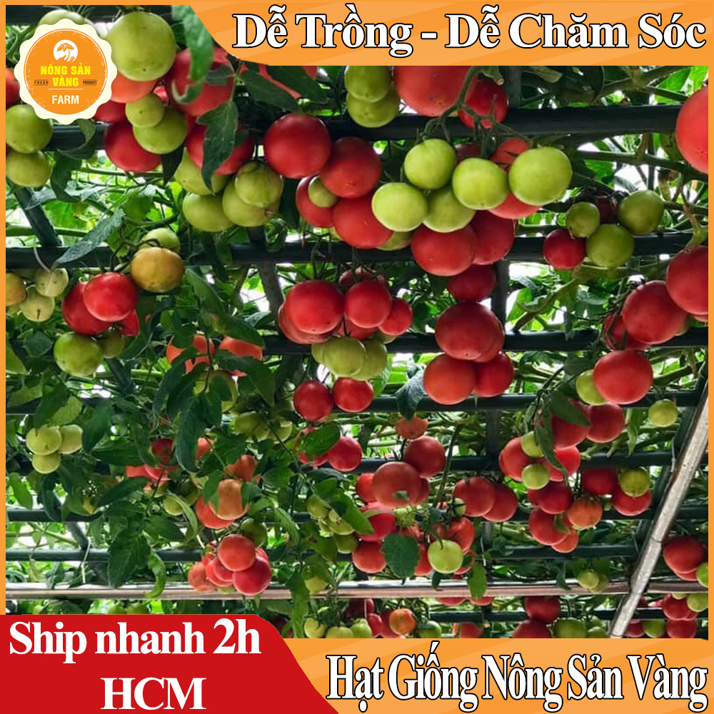 Hạt giống Cà Chua Bạch Tuột Tăng Trưởng Tốt Và Cho Quả Liên Tục Cho Đến Hết Quá Trình Sinh Trưởng - Nông Sản Vàng