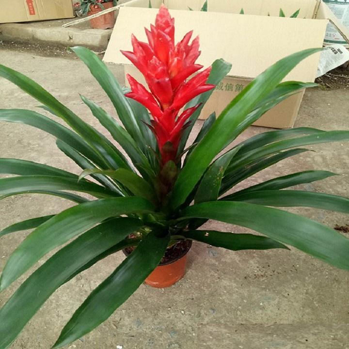 CÂY LAN ĐUỐC ĐỎ , CÂY NẾN ĐỎ