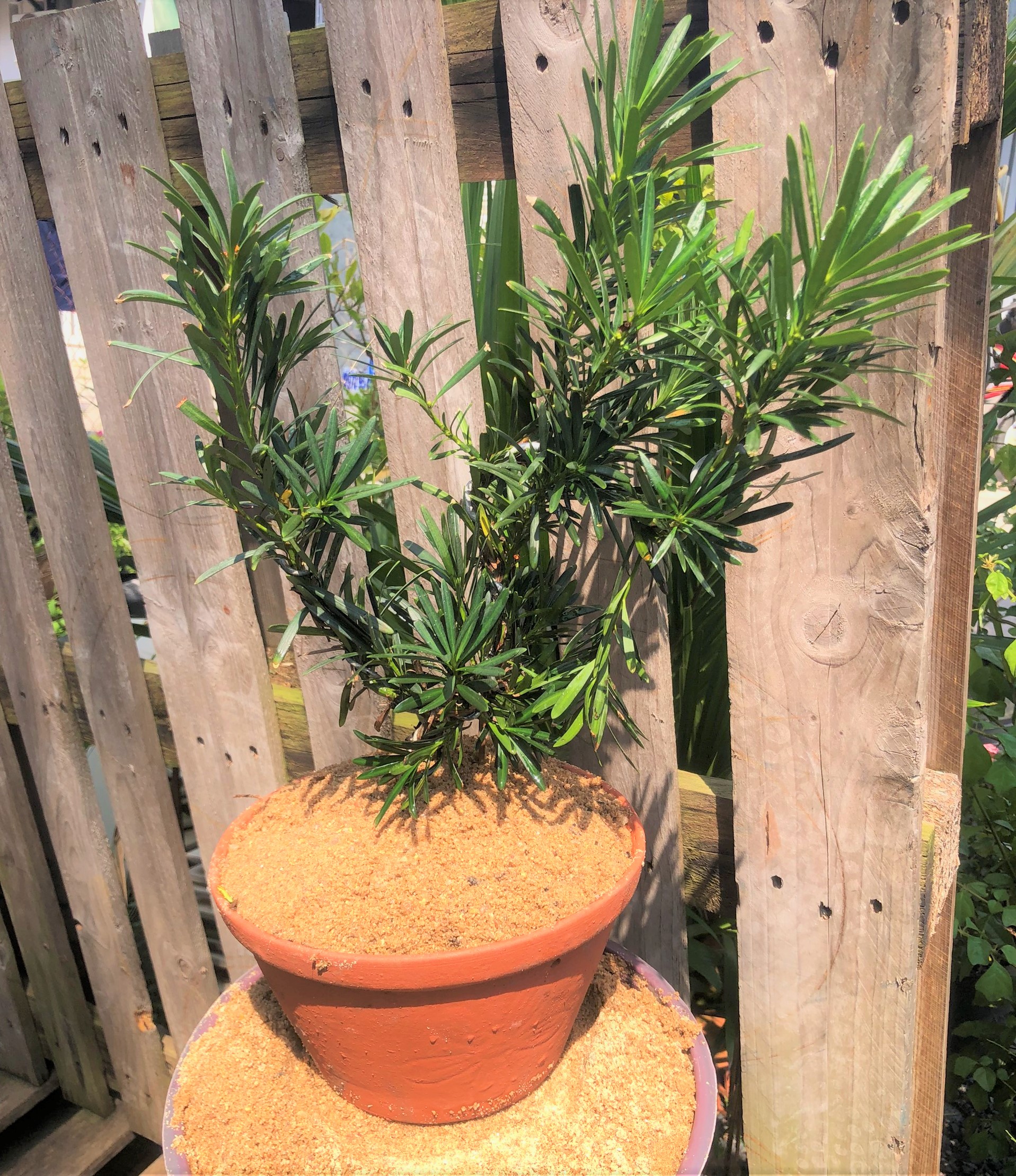 Chậu đất nung cây Tùng La Hán dáng Bonsai trồng nơi có nhiều nắng