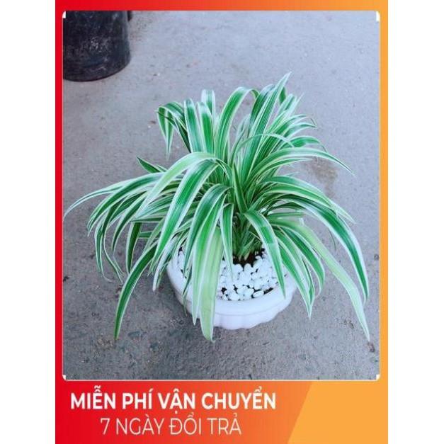 Chậu Lan Chi