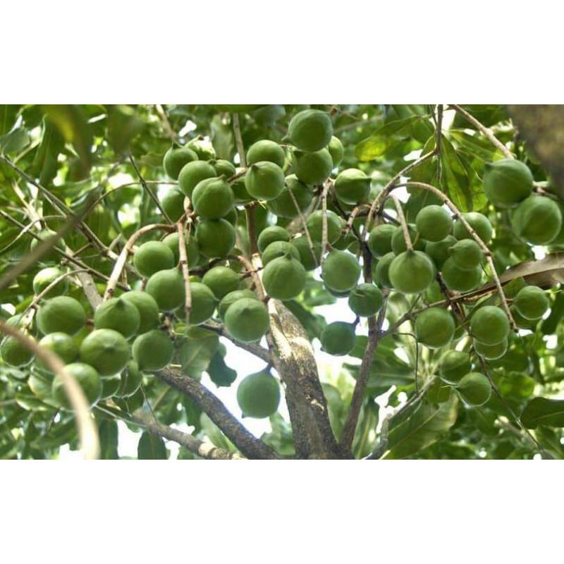 Cây Giống Mắc Ca cam kết chất lượng