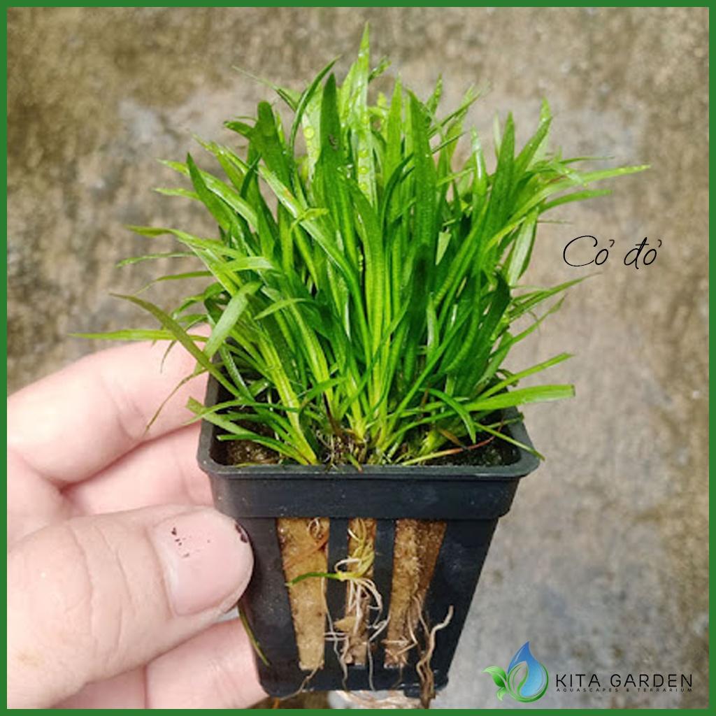 Cây cỏ đỏ | Cỏ nền | Cây Thủy sinh