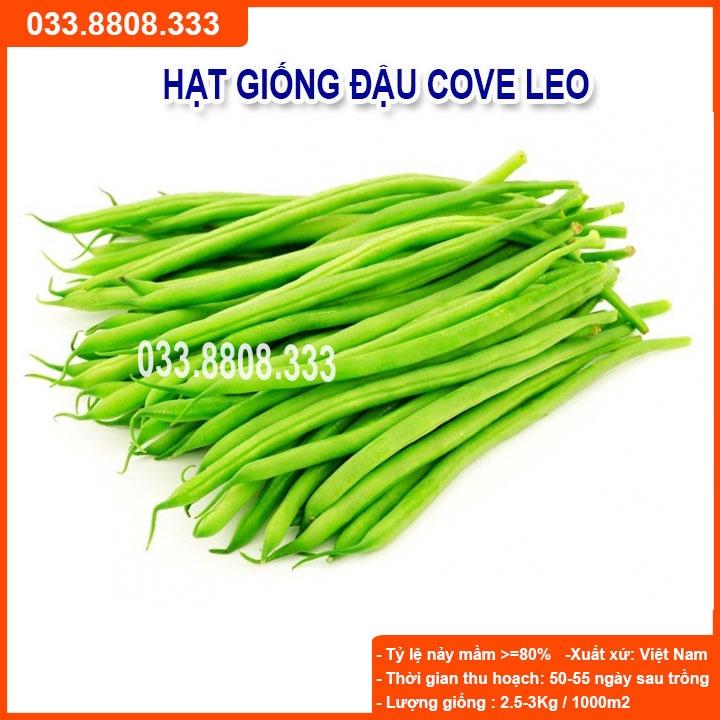 Hạt Giống Đậu Cove Leo 50gram -Giống Đẹp Giá Rẻ