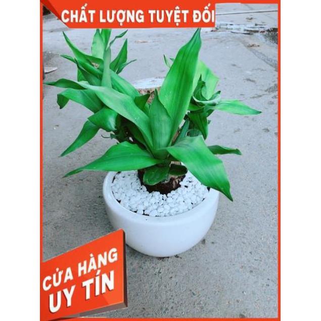 Chậu Cây Phát Tài
