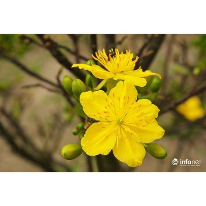 COMBO 2 BẦU CÂY GIỐNG MAI VÀNG 5 CÁNH ĐƠN