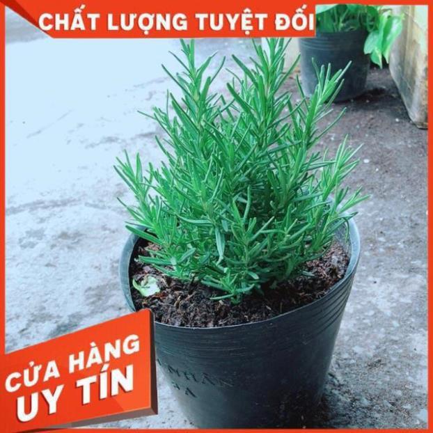 Hương Thảo Đuổi Muỗi